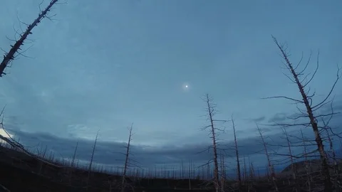 Time lapse. Turn 360. Floating clouds, young trees in the forest. Titelaps at Stock Footage 73775478