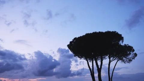 A time lapse in the twilight of trees and clouds. Stock Footage 288916907