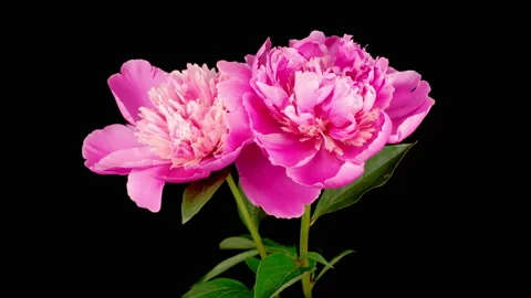 Time Lapse of Two Beautiful Pink Peony Flowers Blooming Stock Footage 155489318