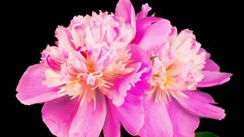 Time Lapse of Two Beautiful Pink Peony Flowers Blooming Vidéo 156241620