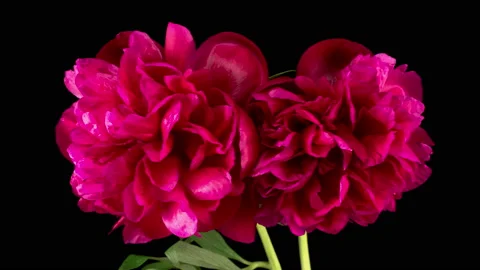 Time Lapse of Two Beautiful Red Peony Flowers Blooming Vidéo 157317997