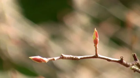 Time lapse of two buds blooming into leaves and flowers then dying. A photo was Video stock 1043636