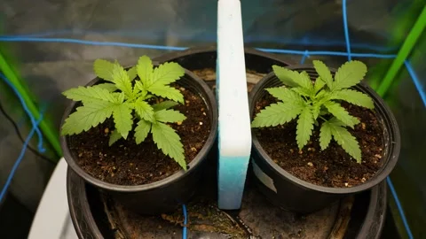 Time lapse of two cannabis growing leaf moving up after get light Stock Footage 163641772