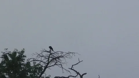 Time Lapse: Two carrion crows (corvus corone) on a leafless tree, misty morning Stock Footage 90831977