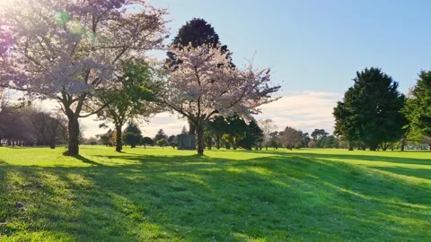 Time-lapse of two cherry trees that are blossoming in park Stock Footage 146048551
