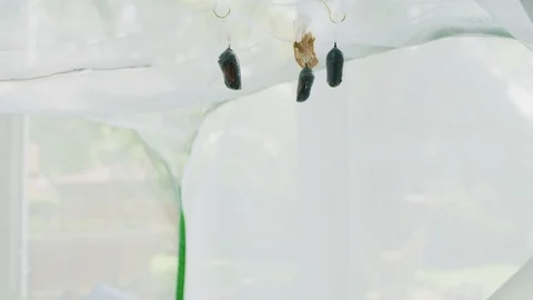 Time Lapse of TWO Monarch Butterflies emerging from their chrysalis Video stock 112099291