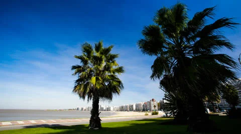 Time lapse of two palm trees looking down to the sea coast of Montevideo. Stock Footage 26009050