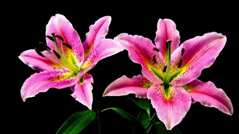 Time Lapse - Two Pink Oriental Lily Flower Blooming with Black Ground - 4K Stock Footage 82571224