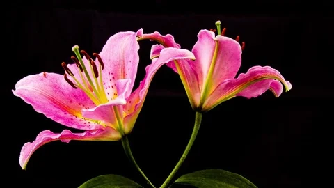 Time Lapse - Two Pink Oriental Lily Flower Blooming with Black Ground - 4K Stock Footage 84877331