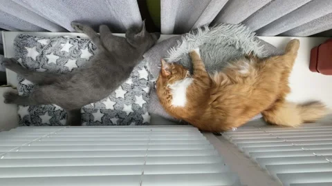 Time lapse of two slipping cats. Top view Stock Footage 203829341