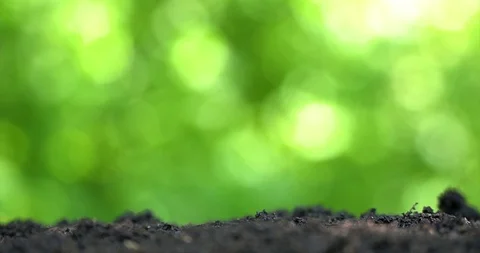 Time lapse. Two sprout grow up from soil on green background. Stock-Footage 127747463