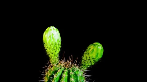 Time Lapse - Two White Cactus Flowers Blooming   - 4K Video stock 82563853