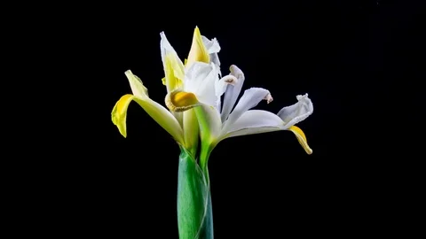 Time Lapse - Two white Iris blooming and and withering with black background Stock Footage 74239954