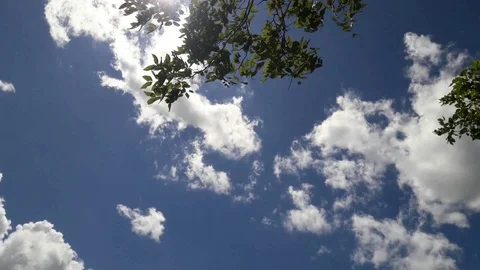 Time lapse under tree sky Stock Footage 116893828