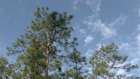 Time lapse, Upper canopy of Longleaf Pine forest, SE USA Vidéo 158559185