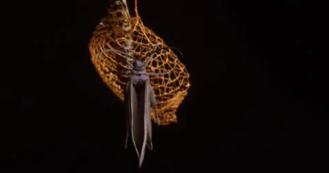 Time lapse of a Urodid Moth drying its wings post its emergence from the Stock Footage 190076104