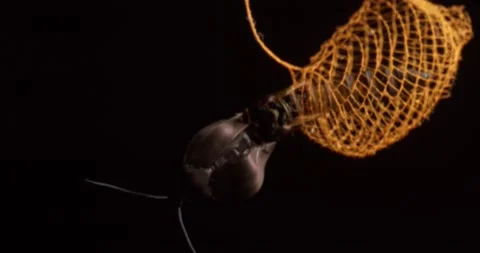 Time-lapse of Urodid moth emerging from its cocoon and drying its wing, Stock Footage 189720970