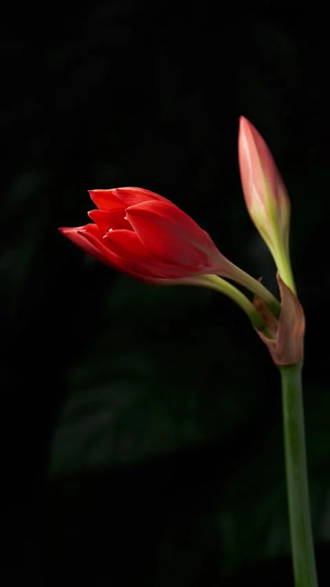 Time lapse of Valotta lily blooming. Close-up. Stock Footage 256470063