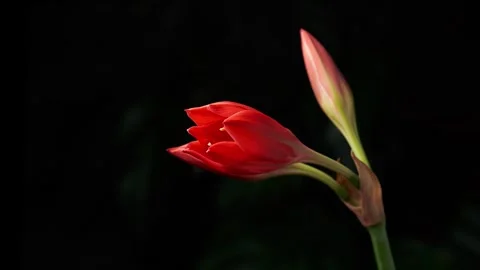 Time lapse of Valotta lily blooming. Dark background. Close-up. Stock Footage 256471122