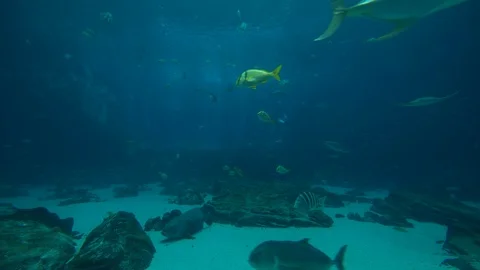 Time-lapse of various marine animals swimming in sea water Stock Footage 116595462