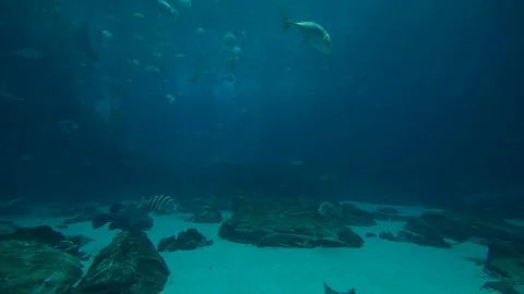 Time-lapse of various marine animals swimming in sea water Stock Footage 116595662
