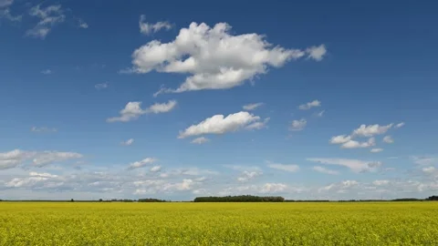 Time lapse of vast field of bright yellow canola farm field  Stock Footage 135350559