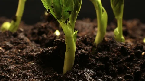 Time lapse of vegetable seeds growing or sprouting from the ground Stock Footage