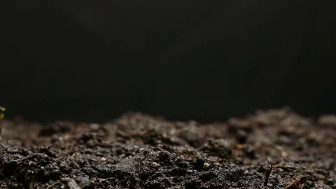 Time lapse of vegetable seeds growing or sprouting from the ground Stock Footage 88752264