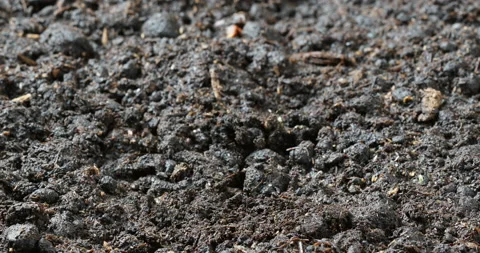 Time lapse of vegetable seeds growing or sprouting from the ground Stock Footage 89979586