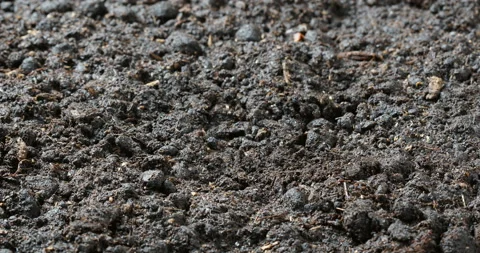 Time lapse of vegetable seeds growing or sprouting from the ground Stock Footage 89981421