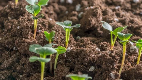 Time Lapse of Vegetable Seeds Growing and Germinating Stock Footage 100897407