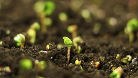 Time lapse of vegetable seeds growing or sprouting from the ground. Stock Footage 145842426