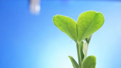 Time lapse  vegetable sprout growing from  ground. Video stock 88456762