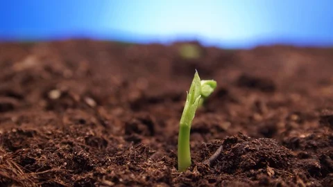 Time lapse  vegetable sprout growing from  ground. Stock-Footage 88456957