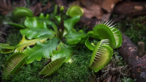 Time lapse of a Venus flytrap Video stock 132688290