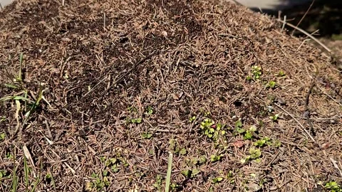 A time-lapse video of an anthill Stock Footage 330644521