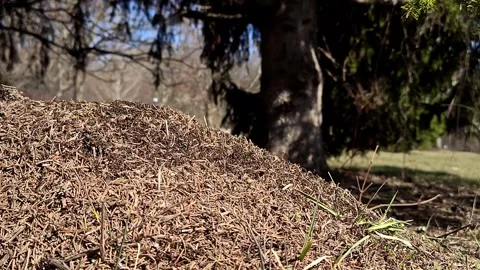 A time-lapse video of an anthill under a pine tree. Stock Footage 330644529