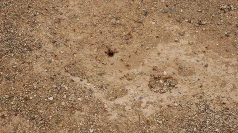 Time lapse video of ants moving in and out of their mound. Stock Footage 55571819