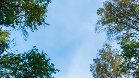 Time-lapse video of autumn trees and sky Stock Footage 140598929