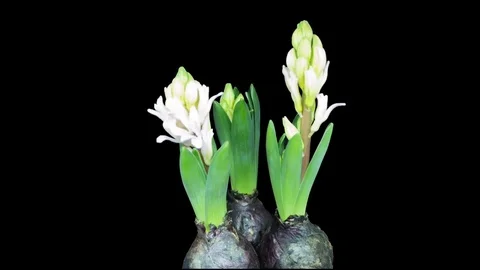 Time-lapse video of blooming hyacinth Stock Footage