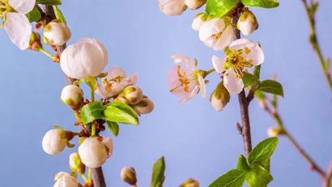 Time lapse video of the blossoming of white petals of a cherry flower. Stock Footage 153382456