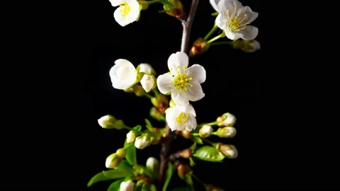 Time lapse video of the blossoming of white petals of a cherry flower. Video stock 153759996