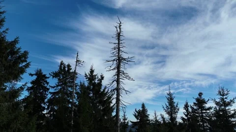 Time-lapse video of blue cloudy sky and dry tree Stock Footage 327458648
