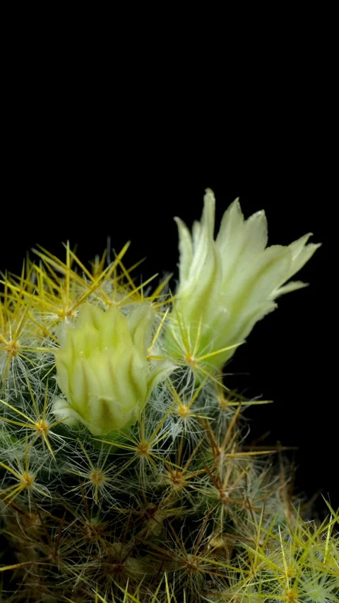 Time lapse video of cactus flower plant. Stock Footage 315511469