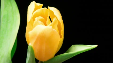 Time Lapse Video, Close-up Yellow Tulip Flower Blooming in Timelapse Stock Footage 40236969