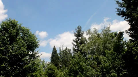 Time-lapse video. Clouds above big trees Video stock 35286709