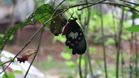 Time lapse video of a critically endangered Ceylon rose butterfly Video stock 154478602