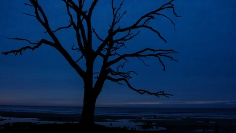 Time lapse video of dried tree silhouette at cloudy morning ocean beach. Bota Stock Footage 102437423