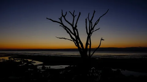 Time lapse video of dried tree silhouette at sunrise ocean beach. Botany Bay  Stock Footage 102438343