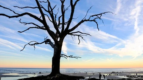 Time lapse video of dried tree silhouette at sunset ocean beach. Botany Bay b Stock-Footage 102438562